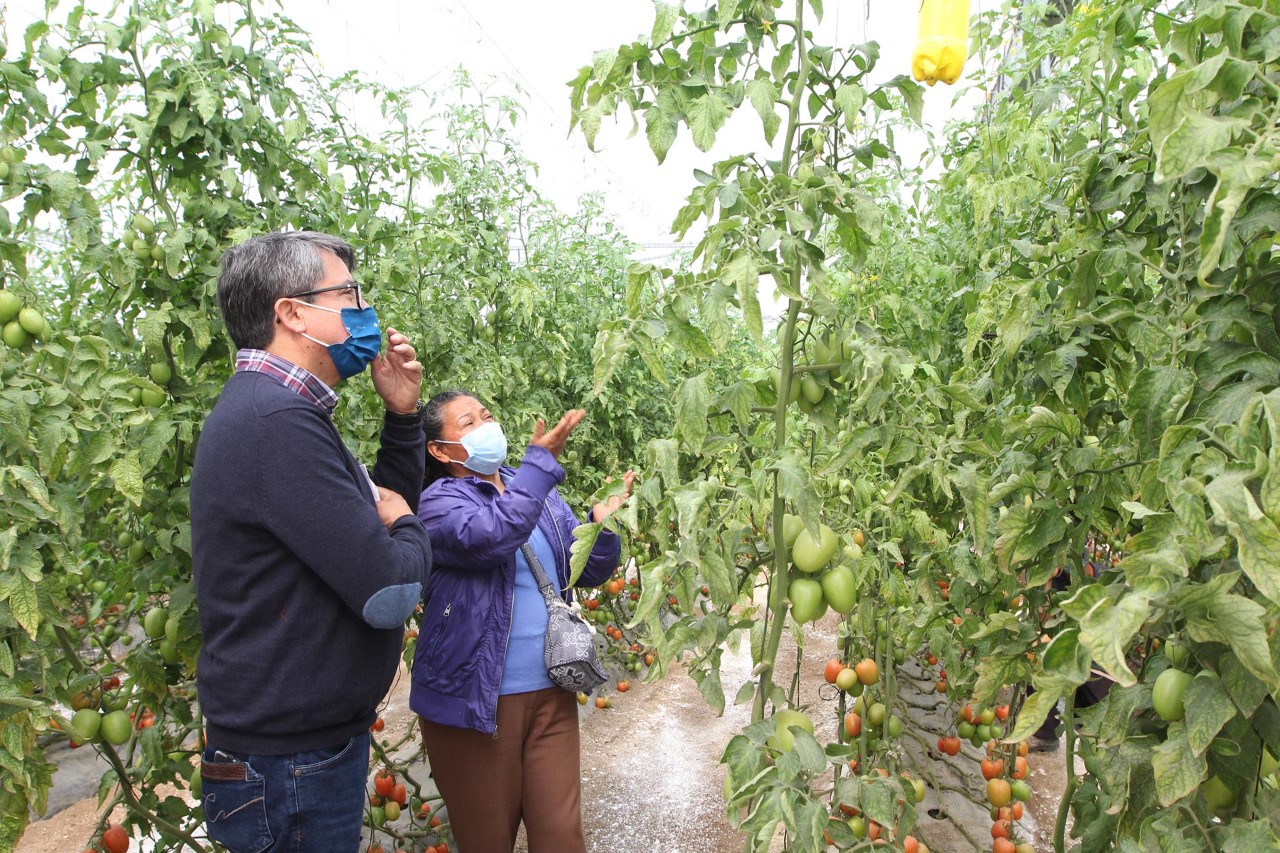 Con asistencia técnica, se impulsa el cultivo del jitomate en Tlaxcala