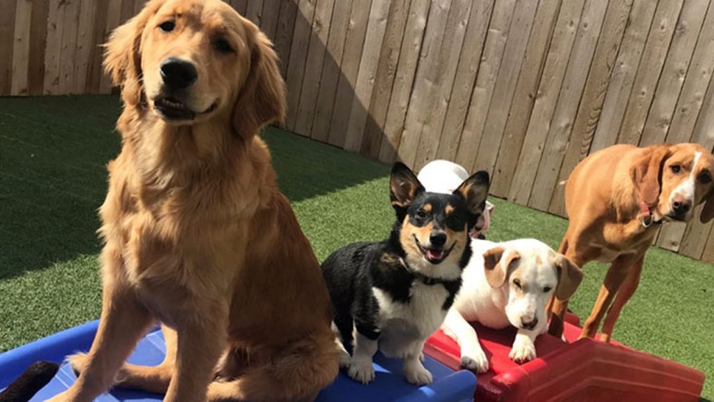 La gracia de los perros es excepcional