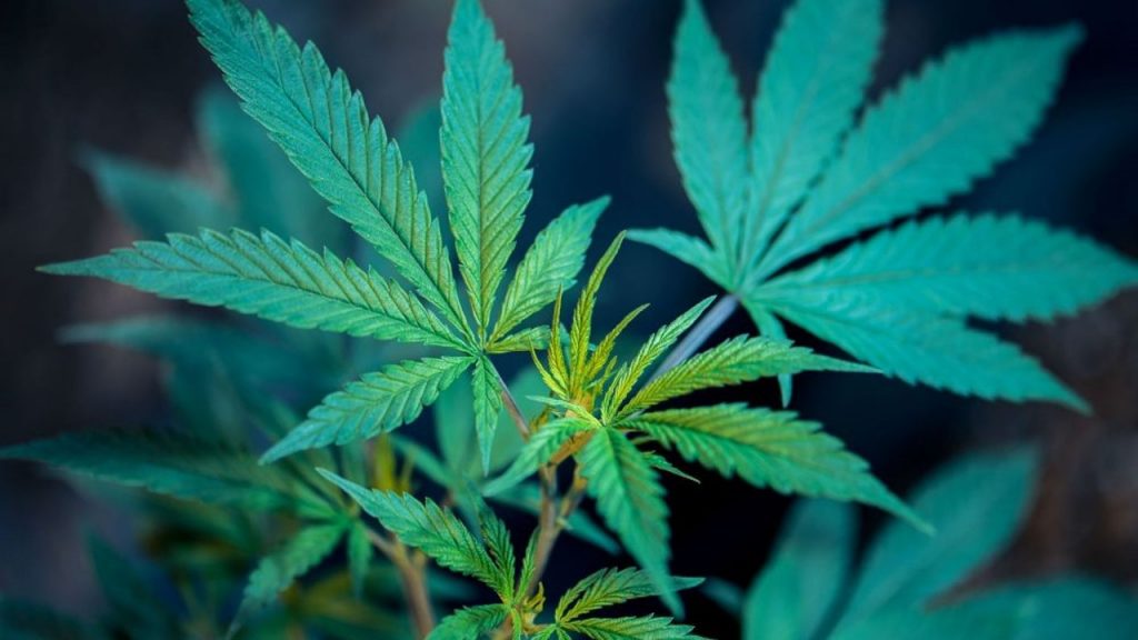 El cánnabis ya no figura en las listas de estupefacientes como una droga peligrosa