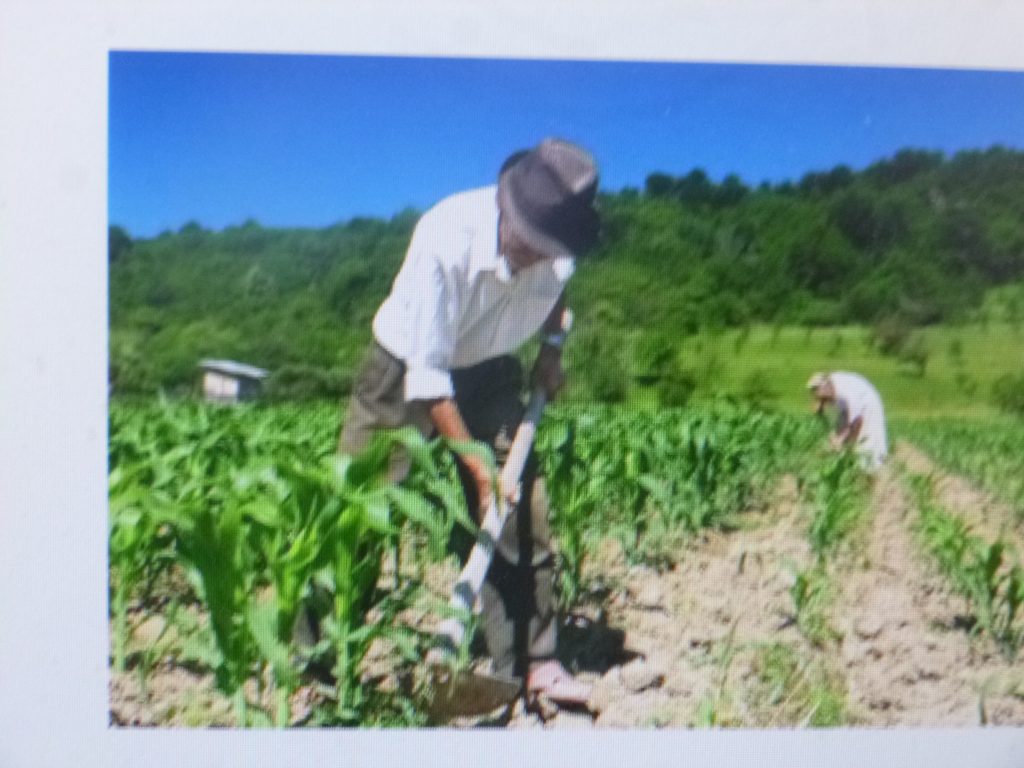 Puebla, entre las entidades del país con más trabajadores agrícolas