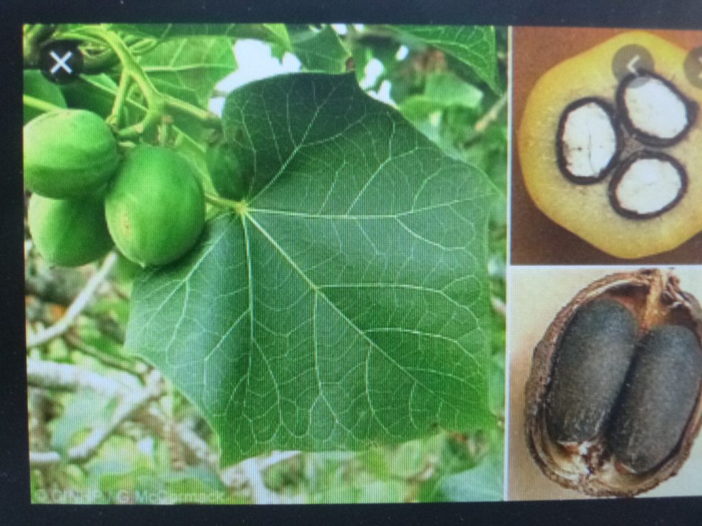 Complejo el tema de los biocombustibles, se necesita mucha superficie para producir la materia prima