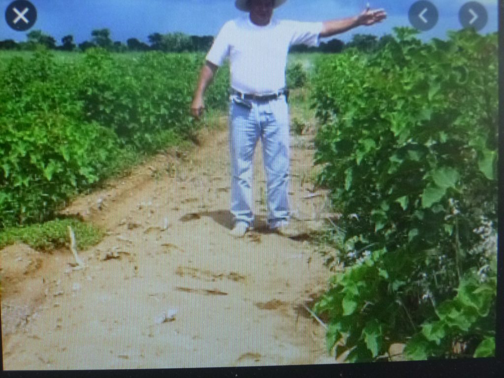 Desde hace 35 años el INIFAP incide en la producción de alimentos en México