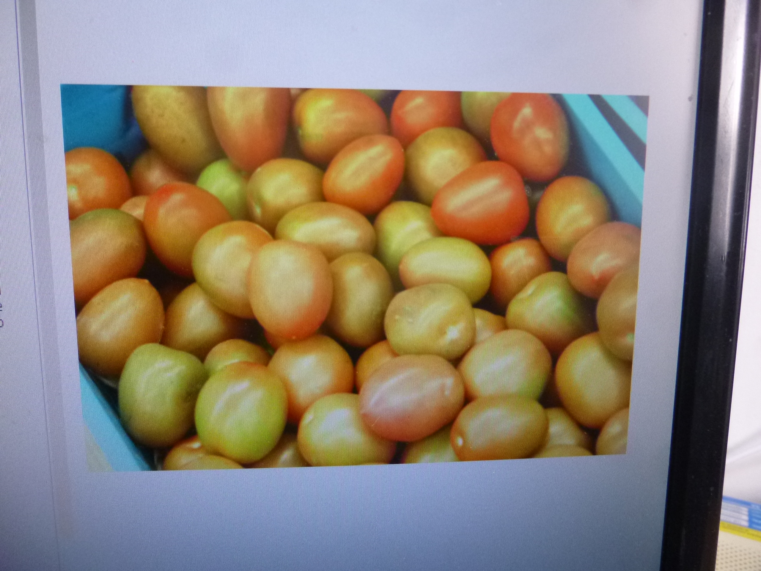 Productores de tomate poblanos exportaron 300 toneladas a Dallas Texas