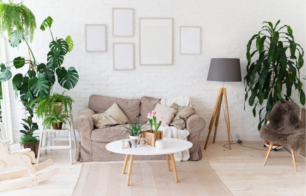 Plantas fáciles de cuidar que se verán muy bien en tu departamento