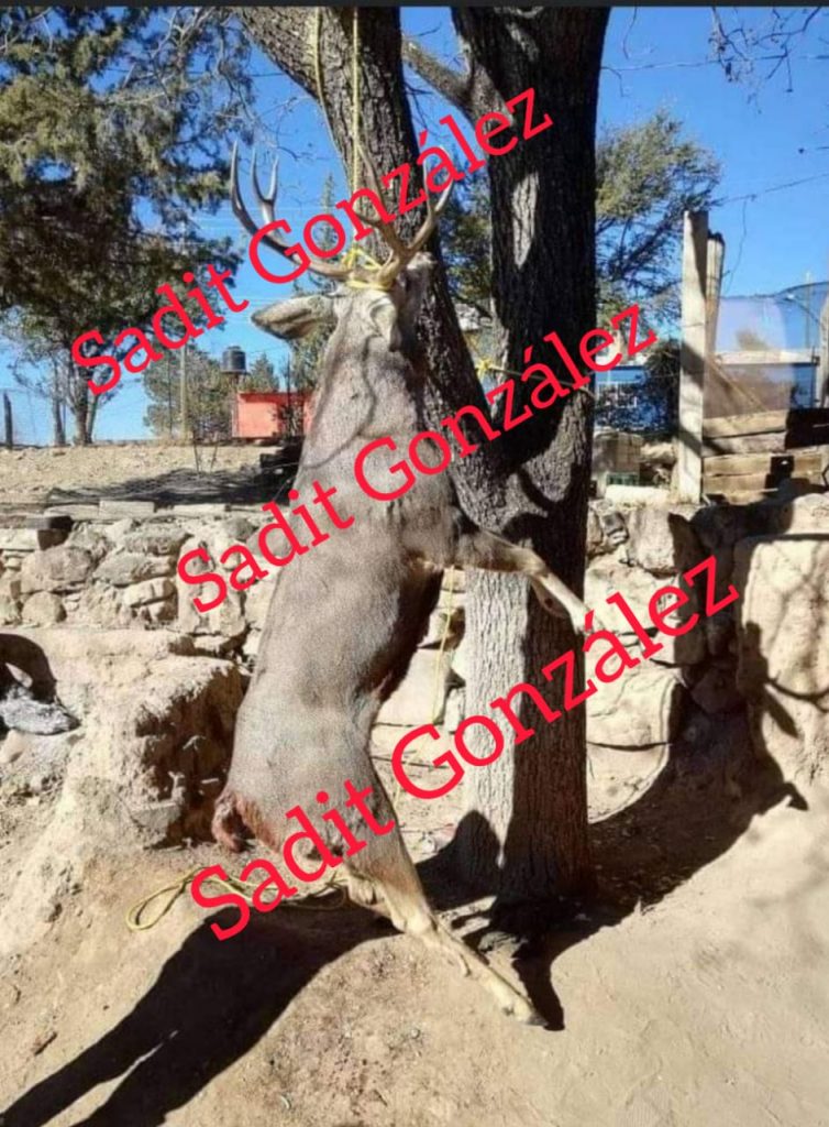 En el barrio de Santo Entierro, Acajete, denuncian a familia que mata y pone a disecar a venados