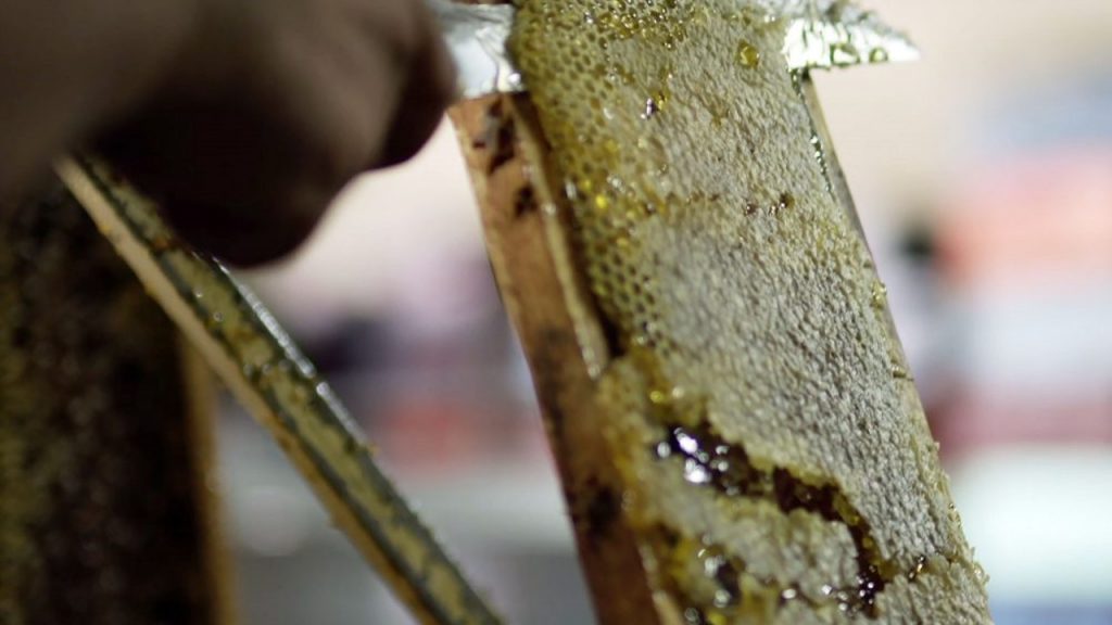 Refrenda SDR convenio con Veracruz para protección de colmenas