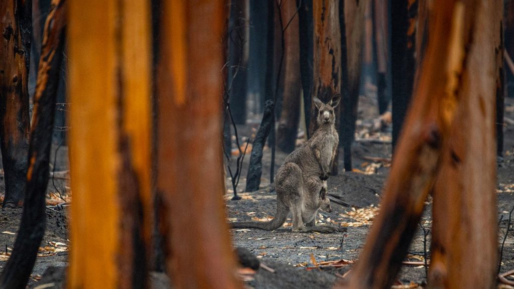 Una muestra más del avance del cambio climático: el 2020 fue el tercer año más caliente registrado