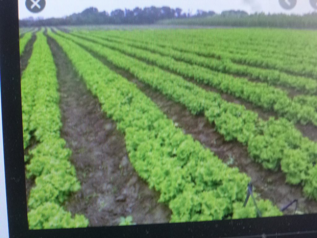 En la región de Palmar de Bravo hay producción de hortalizas, pero sin mercado, afirman productores