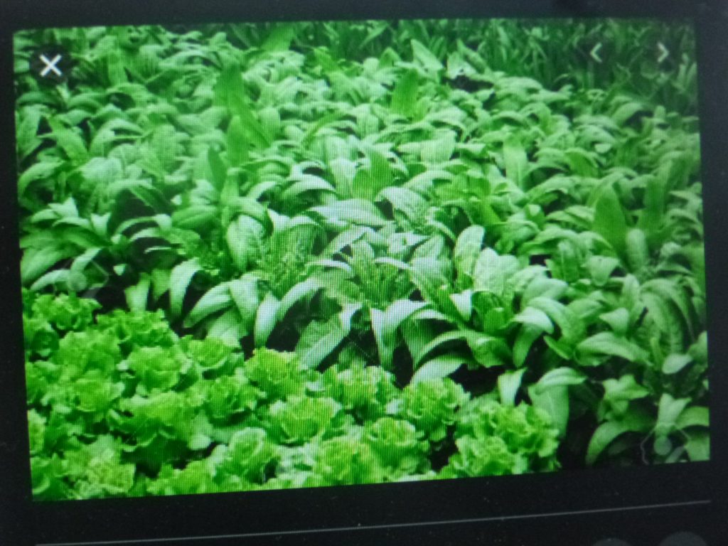 La prohibición de usar glifosato tendrá efectos desastrosos en el campo, advierte empresario