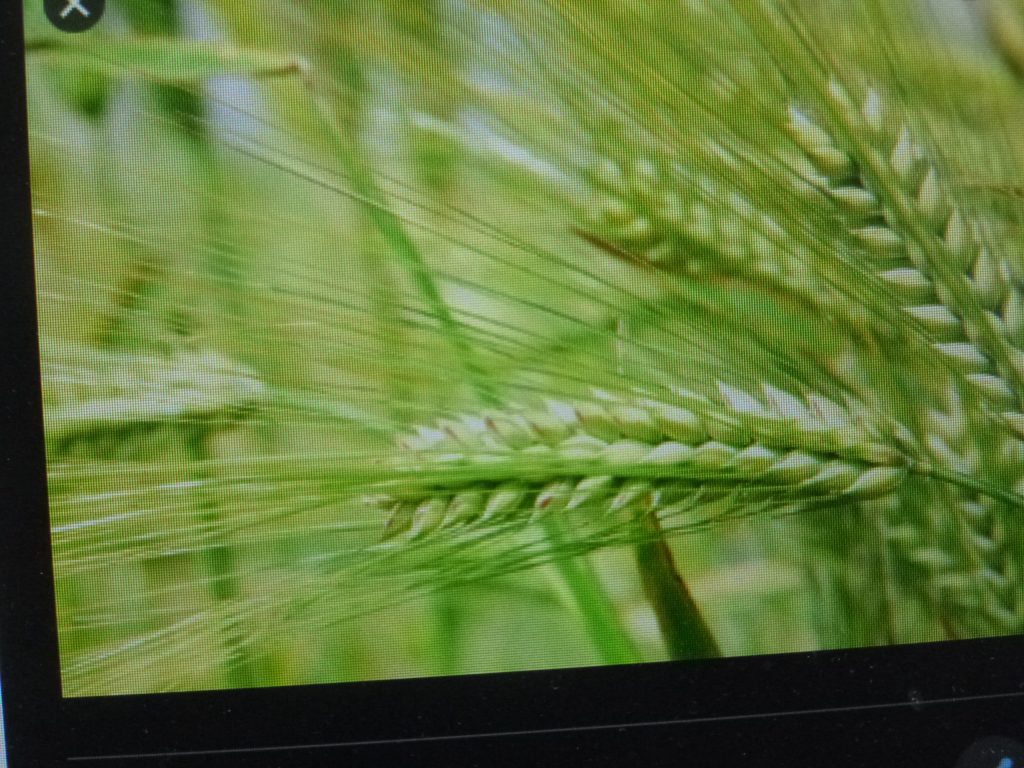 Los productores del campo vivimos en la orfandad, afirma productor de cebada de la CNC