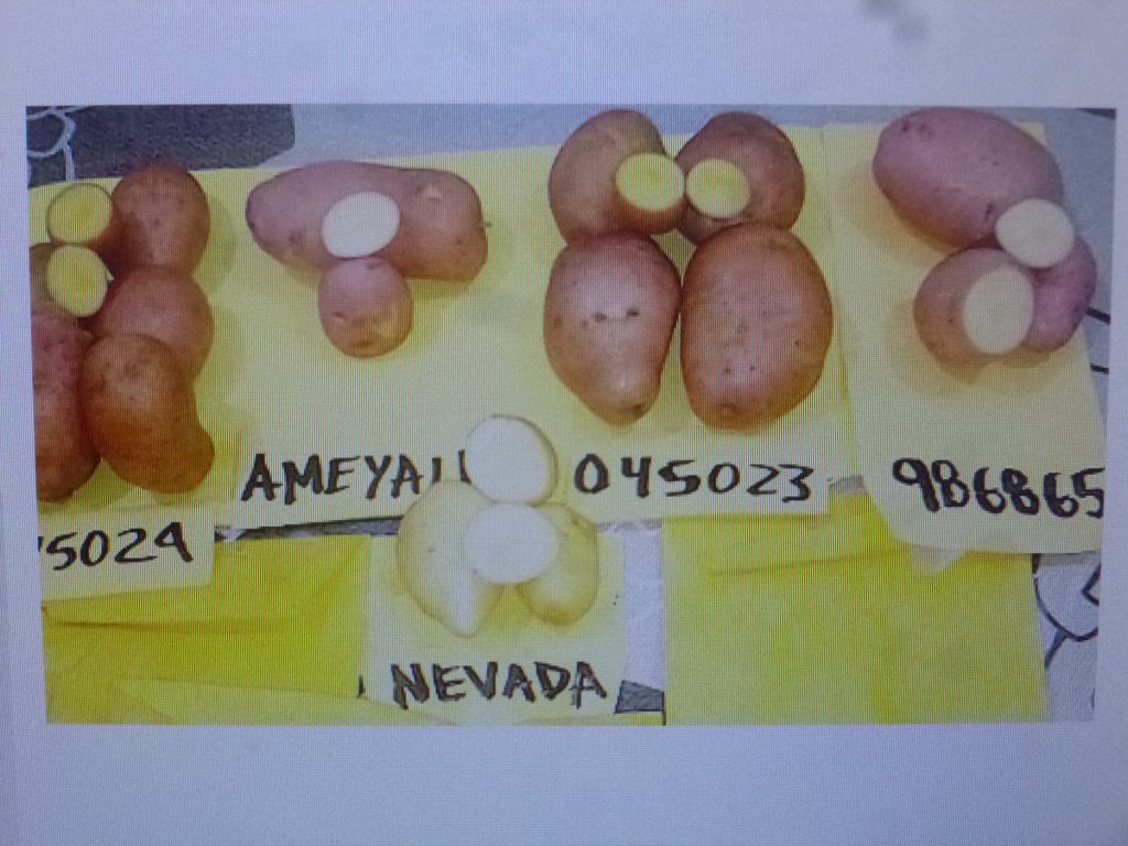 El INIFAP avanza en nuevas variedades de papa más productivas y resistentes a plagas y siniestros