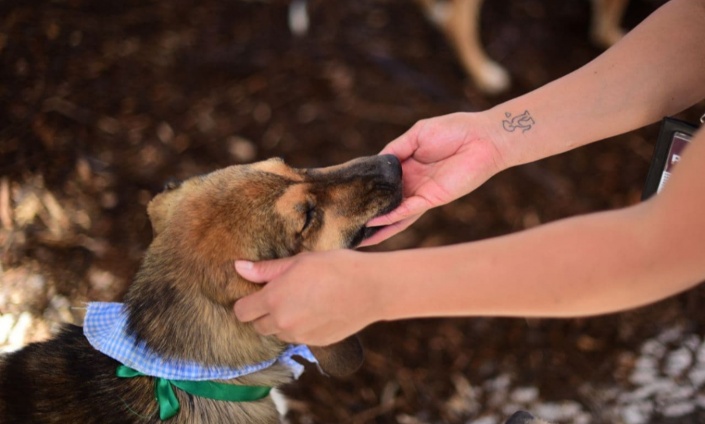 Gobierno de la Ciudad de Puebla invita a participar en encuesta sobre bienestar animal