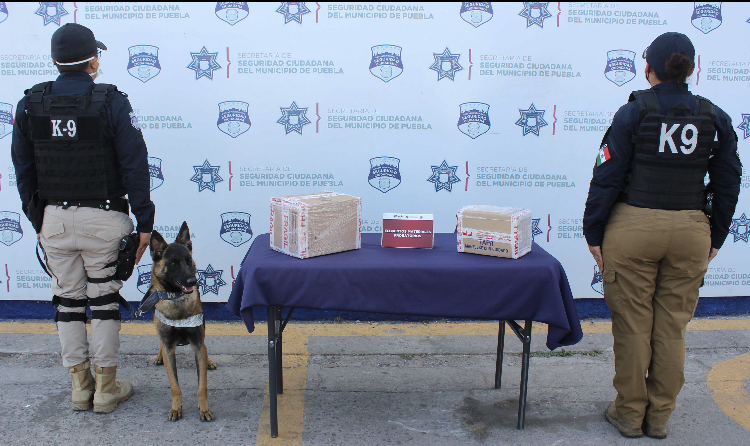 Mediante labores preventivas en una paquetería, aseguró Policía Municipal de Puebla alrededor de 1.5 kg de posible droga