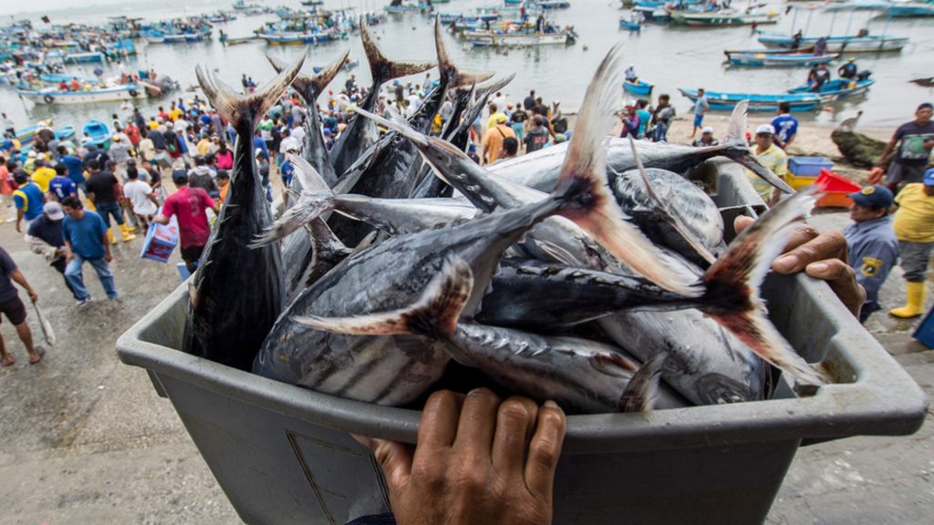 La COVID-19 impacta con fuerza en el sector pesquero, especialmente en los países en desarrollo