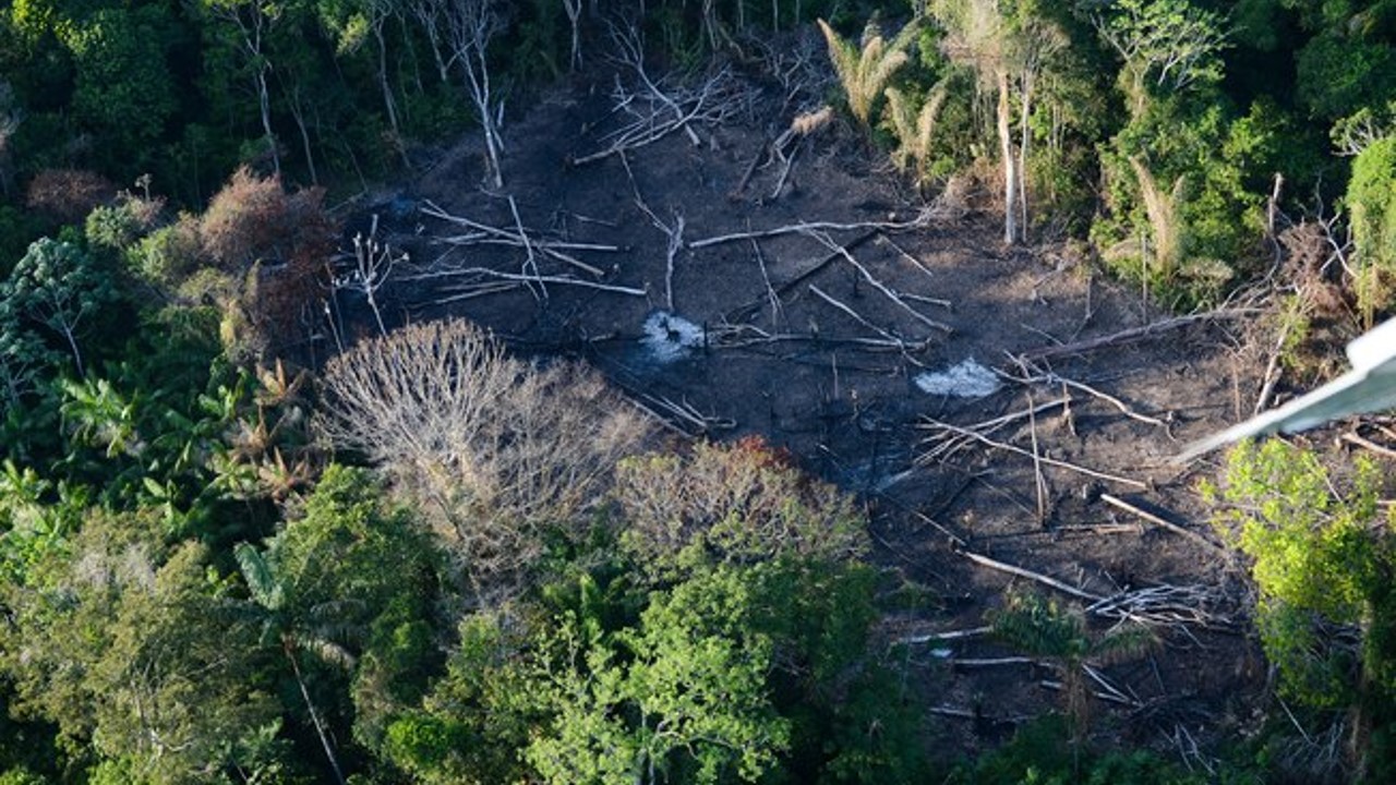 Cayó un 70% la deforestación en la Amazonía en enero