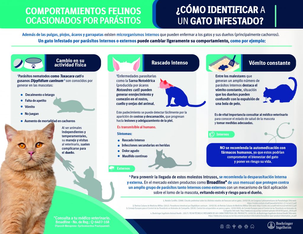 Día Mundial del Gato: ¿Sabes a qué enfermedades están expuestos por parásitos?