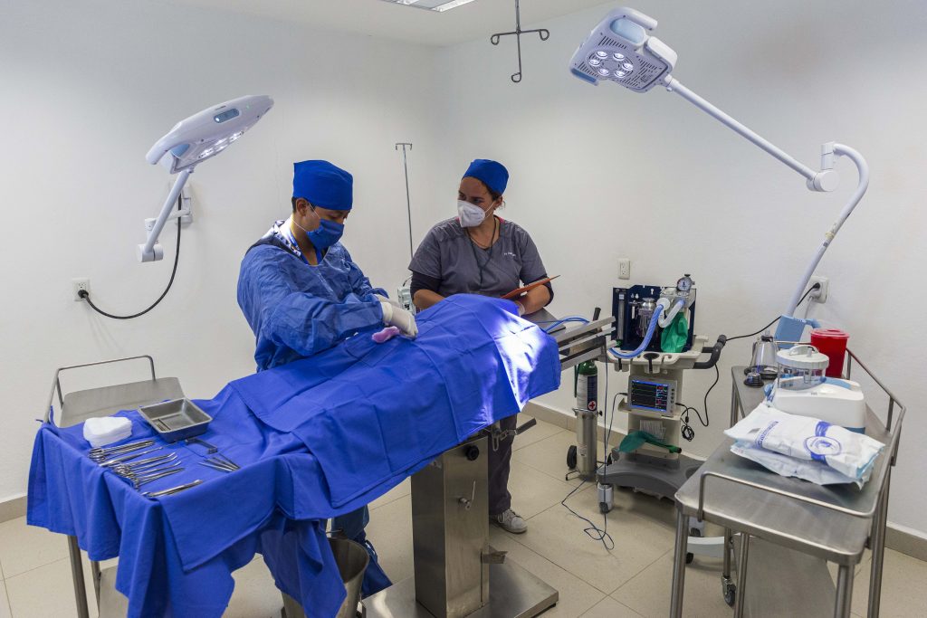 “Ningo”, perro que sufrió crueldad animal, se pondrá en adopción: Manrique