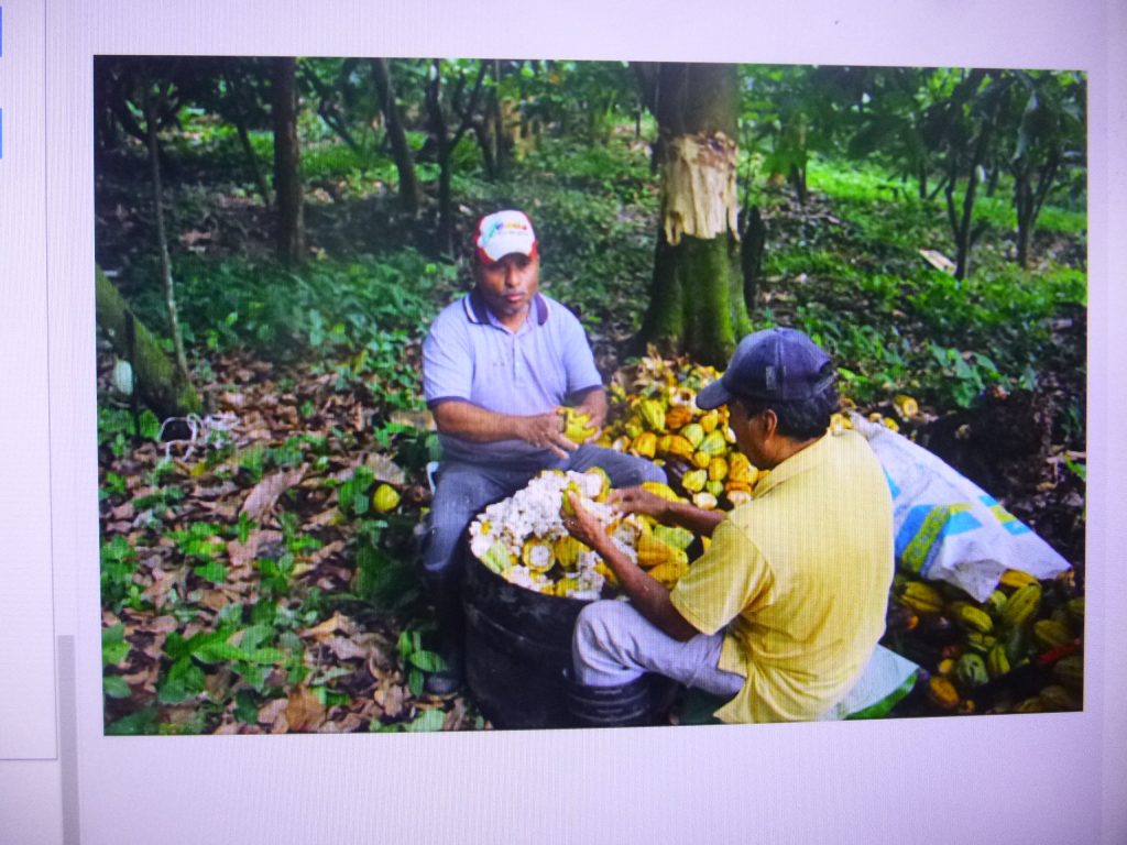 México dejó de ser gran productor de cacao; el 80 por ciento lo importa: Inifap