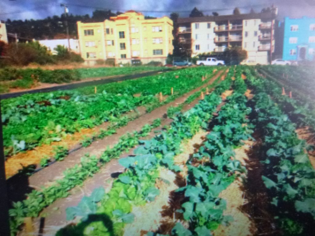 Agricultura urbana, una alternativa para producir alimentos sanos y mejorar la alimentación de la población