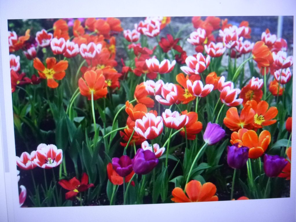 La producción de flor en Puebla tiene un valor superior a los mil millones de pesos, informa la secretaría de Desarrollo Rural