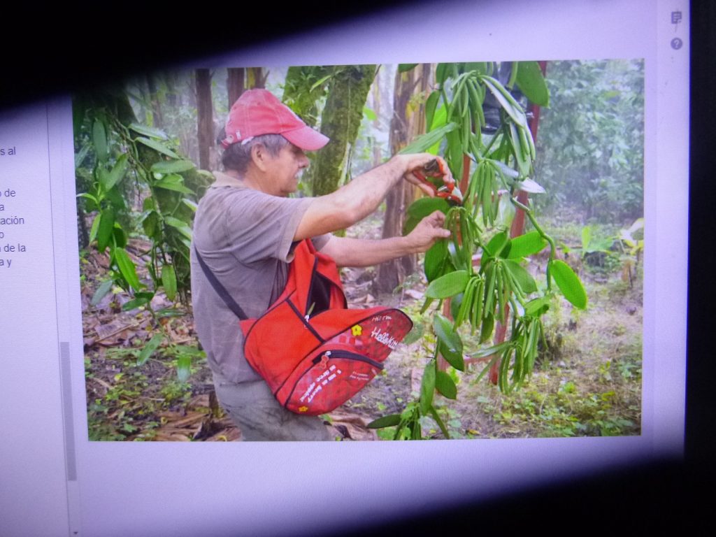 México ya no destaca en el entorno internacional de la producción de vainilla, advierte investigador