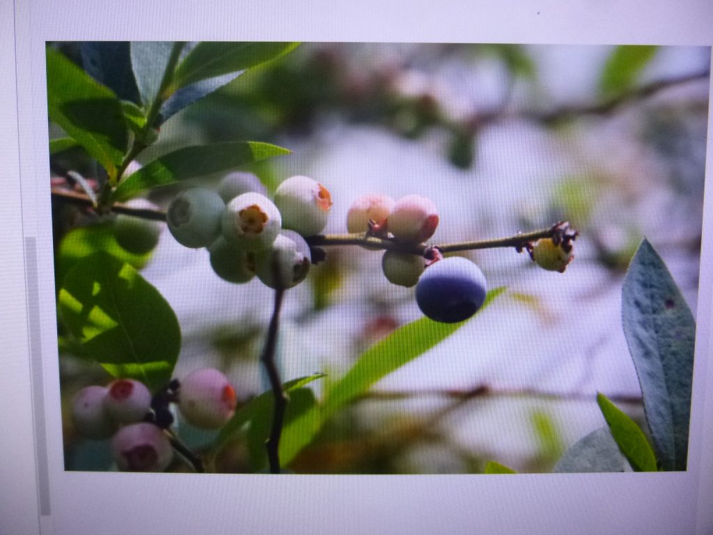 La Secretaría de Desarrollo Rural seguirá impulsando la producción orgánica para proteger el medio ambiente y la salud de la población