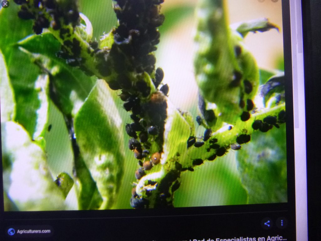 Fundamental detectar y combatir plagas y enfermedades en los cultivos, afirma investigador