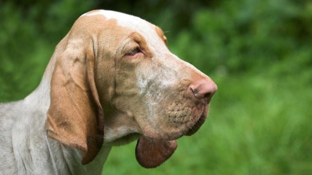 Perros sabueso alemanes detectan Covid-19 con precisión del 94%