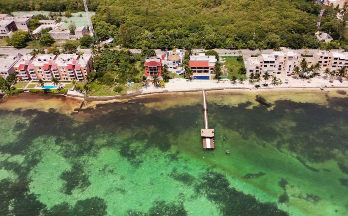No hay sargazo en las playas del Caribe mexicano, asegura AMLO