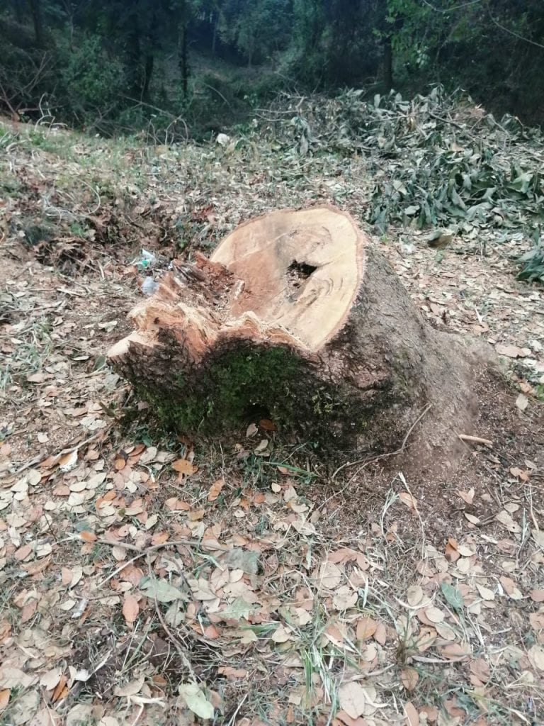 Sin freno, debacle ecológica en la Sierra Norte