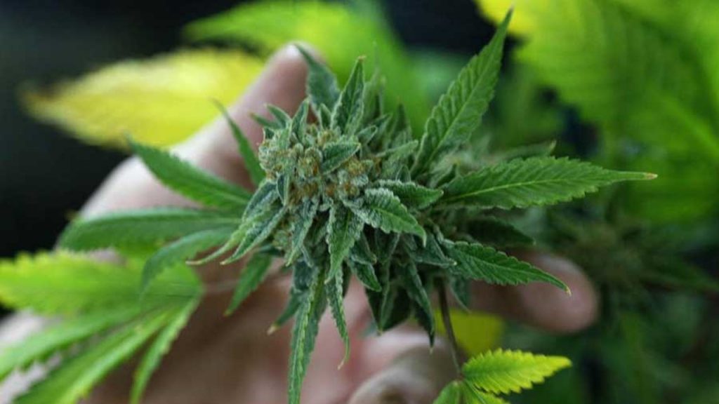 Las empresas de cannabis medicinal despiertan el interés de los inversionistas minoristas en febrero