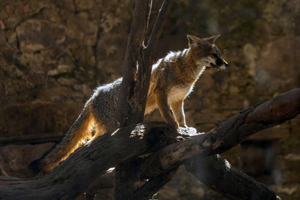 Flor del bosque, una nueva oportunidad de vida para las especies.
