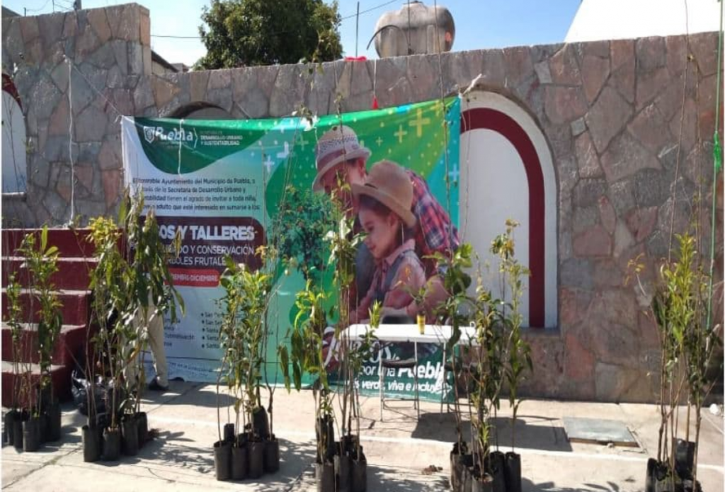 Ayuntamiento de Puebla alista entrega de más de 2 mil árboles frutales en 10 Juntas Auxiliares