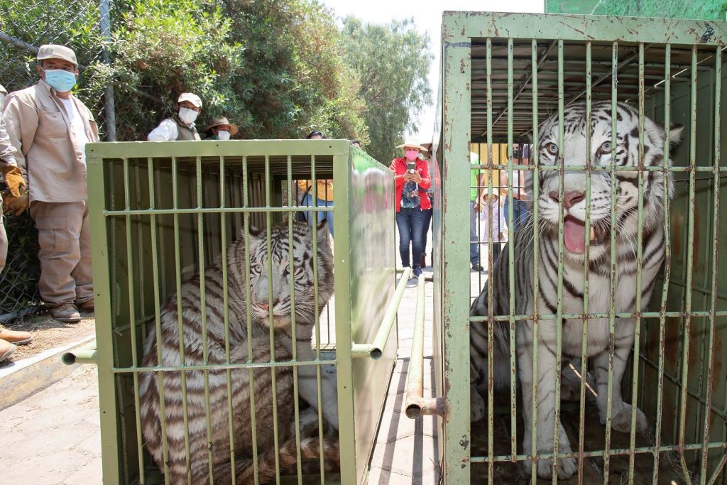 Llega pareja de tigres de bengala blancos al zoológico de Tlaxcala.