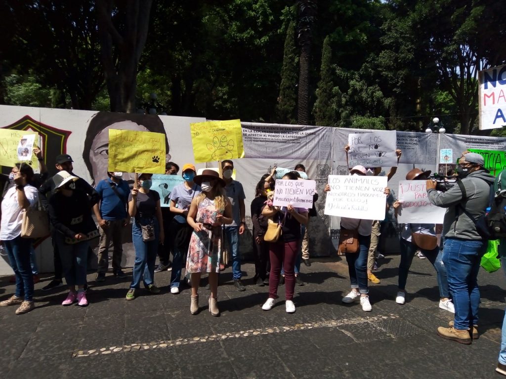 Activistas marchan y exigen castigo al maltrato animal