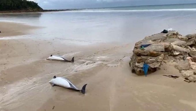 Mueren 60 delfines y otras especies de peces en playas de Ghana
