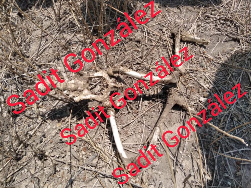 Encuentran un cadáver infantil en Tecamachalco