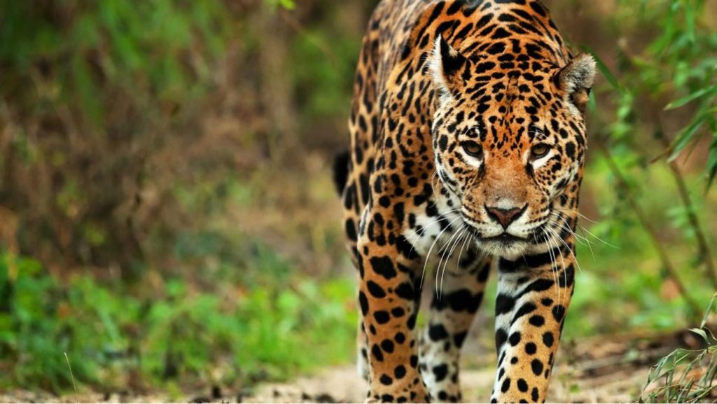 Tras los pasos del Jaguar: GQ México y Latinoamérica se adentró en la selva de Campeche, la casa del gran felino Americano