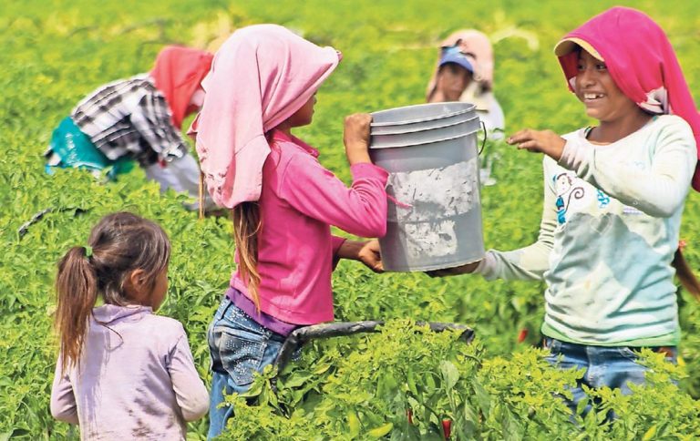 Menores Jornaleros Migrantes, Con Las Peores Condiciones Educativas ...