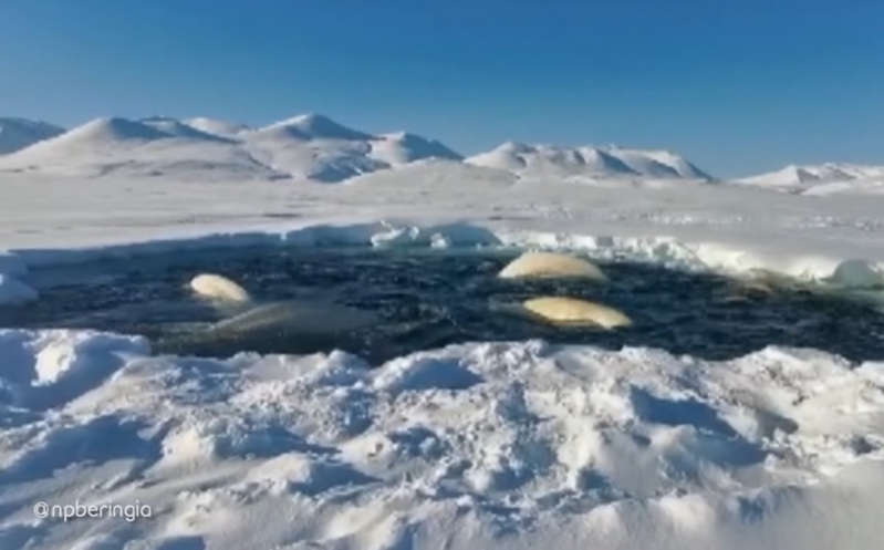 Manada de ballenas beluga queda atrapada en una ‘jaula’ de hielo; increíble video se hace viral