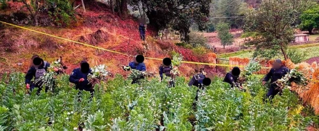 Localizan plantío de amapola en Ixtacamaxtitlán