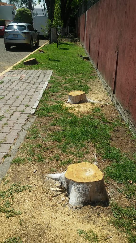 Fotonota: Denuncian ecocidio en el fraccionamiento Paseo de Cholula