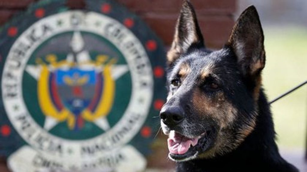 Los perros pueden detectar el COVID-19 a través del olfato con más de 90% de precisión