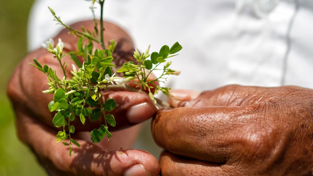 Observatorio de Conflictos Socioambientales IBERO: 21% de megaproyectos del país atenta contra defensores ambientales