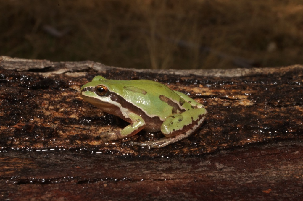 Registra Ayuntamiento de Puebla avistamientos de diversidad de anfibios y réptiles en Parque Cerro de Amalucan