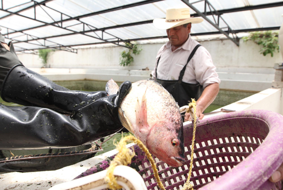 Entrega SEFOA crías de carpa y tilapia para impulsar acuacultura en Tlaxcala