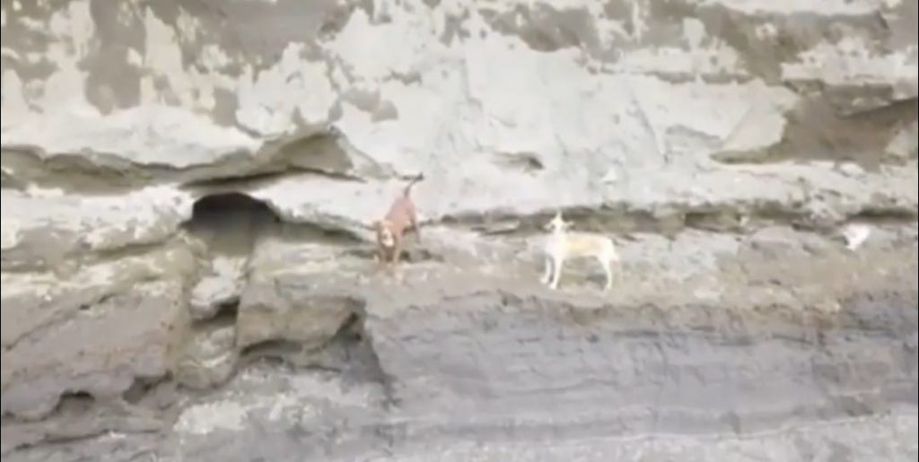 Video desde Puebla: Serían rescatados con vida los dos perros que cayeron en el socavón