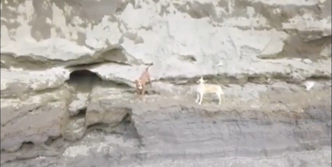 Video desde Puebla: Serían rescatados con vida los dos perros que cayeron en el socavón