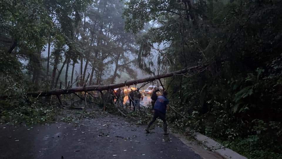 Protección Civil y Bomberos de Zacatlán realizaron trabajos de retiro de un árbol en la Carretera Interserrana