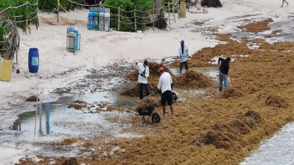 Fallas en contención del sargazo reúnen a Semar y gobierno de Quintana Roo